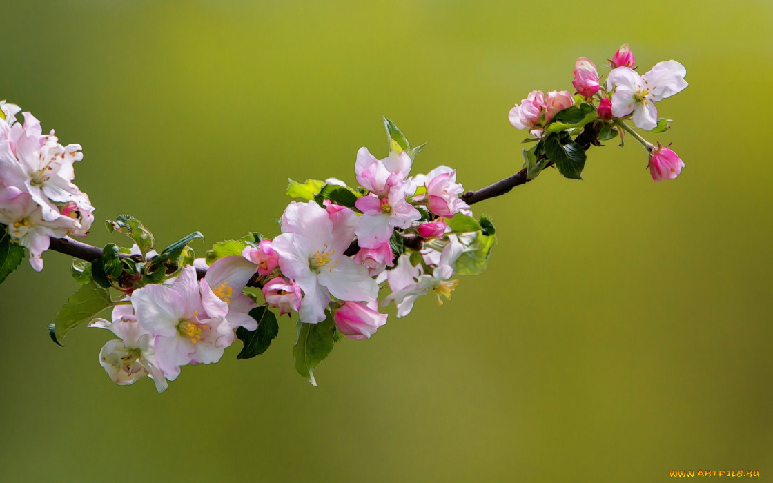 цветы, цветущие деревья ,  кустарники, цветки, ветка, яблоня, природа, макро, цветение, весна